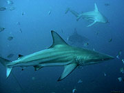 В глубинах океана можно внезапно встретить целую стаю акул