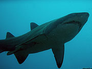 Трудно сказать, насколько беспощадность акулы зависит от ее возраста