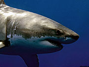 Если в мировом океане попадется немного человеченки, эта акула не станет колебаться