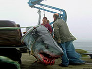 Для этой здоровенной акулы понадобилась крупная наживка, и ее кровью перепачкано все акулье жестокое лицо