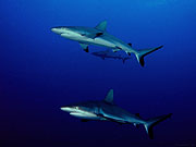 Когда акулы сыты, они могут себе позволить спокойное плавание в толще воды