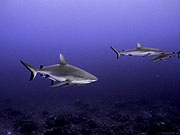 Эти акулы кружат вокруг одного и того же места, как будто здесь кровью намазано