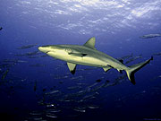 Блестящая чешуя рыб в косяке вызывает у акулы мелькание перед глазами и раздвоение личности