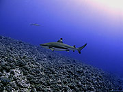 В толще воды, где живут акулы, также бывают солнечные и пасмурные дни