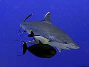 При помощи скромных размеров головного мозга акула будет долго решать, белую или черную рыбу проглотить первой