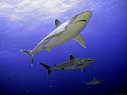 В открытом океане акулы могут вольготно перемещаться в любом направлении, не опасаясь конфликтов с серфингистами и береговой охраной