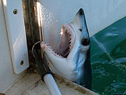 Обездвиженная острым багром крупная акула устрашающе разевает зубастую пасть, защищая свои права на жизнь