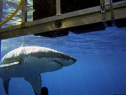 У берегового причала нападение такой крупной акулы на человека будет весьма неожиданным