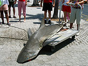 Прежде чем грузить тушу акулы на тележку и везти в цех переработки, стоит сначала продемонстрировать ее труп любопытным туристам