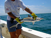 Даже детеныша акулы нужно крепко держать двумя руками, чтобы рыба не вцепилась острыми зубами в руку или ногу незадачливого рыбака