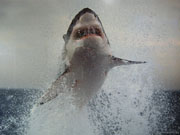 Выпрыгнувшая из воды огромная акула совсем не прочь приступить к кровавой трапезе.