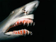 Благодаря эластичной связке челюстей акула может очень эффективно пользоваться своими зубами.